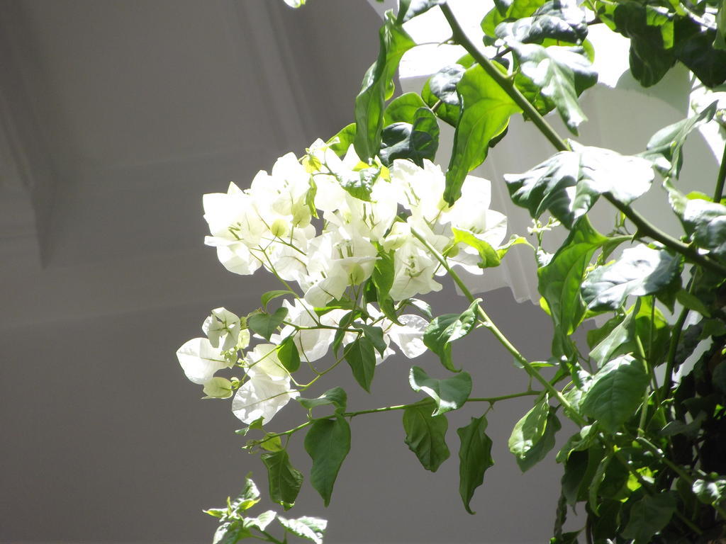 Riad Les Bougainvilliers Marrakesh Eksteriør billede
